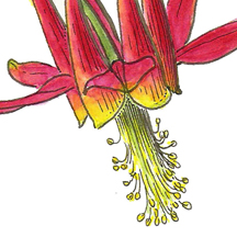 Detail of Vorobik watercolor of Aquilegia formosa, red columbine